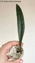 Load image into Gallery viewer, Plant Hoya Sulawesiana en pot, une feuille vert foncé dressée