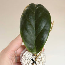 Load image into Gallery viewer, Hoya incrassata en petit pot, feuilles vert foncé épaisses sur tige