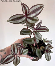 Charger l'image dans la galerie, Tradescantia zebrina
