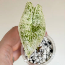 Charger l'image dans la galerie, Alocasia Longiloba Mint, feuille vert menthe veinée, en pot avec billes claires
