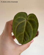 Charger l'image dans la galerie, Feuille d’anthurium Anthurium Magnificum X AOS vert, forme de cœur, nervures visibles