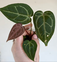 Charger l'image dans la galerie, Anthurium Michelle : trois feuilles vert foncé avec nervures claires, en pot
