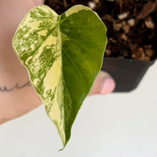 Charger l'image dans la galerie, Feuilles d’Alocasia gageana aurea vert et jaune panaché sur plant en gros plan