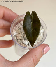 Charger l'image dans la galerie, Alocasia en petit pot transparent, deux feuilles vert foncé sur substrat de billes