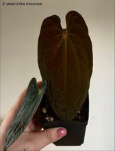 Charger l'image dans la galerie, Anthurium Besseae aff X Dressleri Rio Guanche F2 (Dylan Nguyen)
