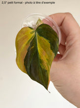Charger l'image dans la galerie, Feuille de Philodendron Micans variegata vert foncé aux nervures jaunes