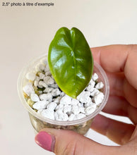 Charger l'image dans la galerie, Alocasia corazon