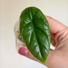 Charger l'image dans la galerie, Feuille d’Alocasia Sinuata vert foncé luisant, vue rapprochée