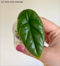 Load image into Gallery viewer, Alocasia Sinuata