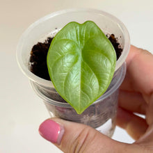 Charger l'image dans la galerie, Alocasia Silver dragon : jeune feuille verte en forme de cœur, dans un petit pot