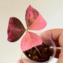 Load image into Gallery viewer, Plante d’oxalis en pot, grandes feuilles roses et bordeaux, veinées