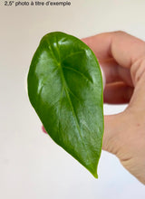 Load image into Gallery viewer, Alocasia clypeolata 'Green Shield'