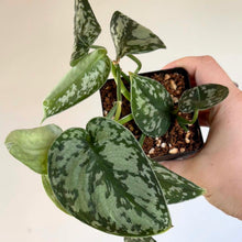 Load image into Gallery viewer, Plante d’intérieur en pot aux feuilles vertes veinées d’éclaboussures argentées