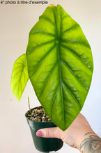 Load image into Gallery viewer, Alocasia clypeolata 'Green Shield'