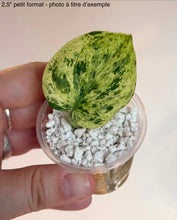 Load image into Gallery viewer, Scindapsus Jade Satin White Mint