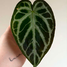 Charger l'image dans la galerie, Feuille d’anthurium vert foncé veloutée aux nervures vert clair, forme cœur