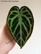 Load image into Gallery viewer, Anthurium Red Crystallinum X Silver Blush