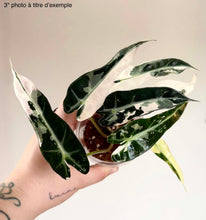 Charger l'image dans la galerie, Alocasia Bambino Pink : feuilles vert foncé panachées crème et touches rosées