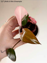 Charger l'image dans la galerie, Philodendron à feuilles vertes marbrées rose, en pot, vue rapprochée