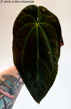 Charger l'image dans la galerie, Anthurium Besseae aff X Dressleri Rio Guanche F2 (Dylan Nguyen)