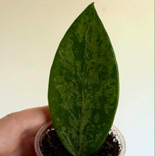 Charger l'image dans la galerie, Feuille de Hoya vert foncé en pot, feuille en forme de goutte, vue rapprochée