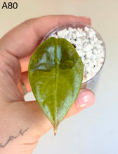 Charger l'image dans la galerie, Bouture d’Alocasia Sedenii Aurea, feuille vert brillant en pot avec billes