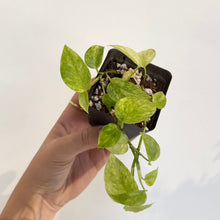 Charger l'image dans la galerie, Plant d'Epipremnum Yellow Star en pot carré, tiges retombantes et feuilles vertes