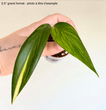 Charger l'image dans la galerie, Epipremnum Amplissimum Variegata