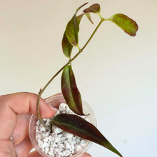 Load image into Gallery viewer, Hoya Paradisea en pot transparent avec feuilles vertes et rouge sombre, substrat blanc