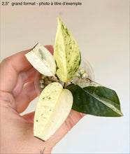 Charger l'image dans la galerie, Epipremnum Pinnatum Marble