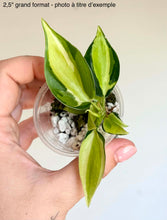 Load image into Gallery viewer, Philodendron à rayures argentées en mini pot, feuilles vert clair striées d’argent