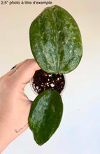 Charger l'image dans la galerie, Hoya Latifolia Snow Queen : petit pot avec deux feuilles vertes, vue rapprochée