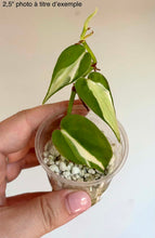 Load image into Gallery viewer, Philodendron à rayures argentées en petit pot, feuilles vertes veinées de crème