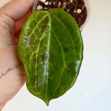 Load image into Gallery viewer, Feuille de Hoya quinquinervia vert vif nervurée, dans un petit pot