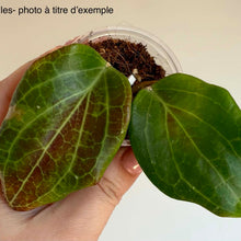 Load image into Gallery viewer, Feuilles de Hoya quinquinervia vertes épaisses, nervures claires