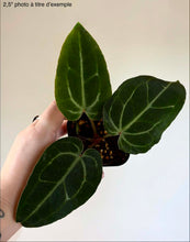 Load image into Gallery viewer, Anthurium Besseae aff X Michelle