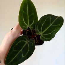 Charger l'image dans la galerie, Anthurium Besseae aff X Michelle, feuilles vert foncé veinées, plante en pot