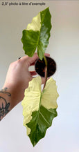 Charger l'image dans la galerie, Plante Alocasia Portora Albo en petit pot, feuilles vert et crème panachées