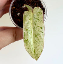 Charger l'image dans la galerie, Philodendron Paraiso Verde : feuille vert clair tachetée dans un petit pot