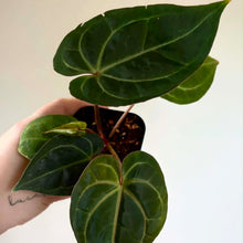 Charger l'image dans la galerie, Anthurium Besseae aff X Michelle, feuilles ovales vert foncé, tiges au centre