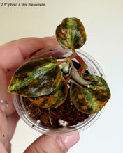 Load image into Gallery viewer, Peperomia Metallica Orange ⭐️