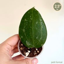 Charger l'image dans la galerie, Feuille de Hoya Latifolia Snow Queen vert foncé en petit pot, étiquette 2,5"