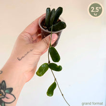 Charger l'image dans la galerie, Plante Hoya Rotundiflora en pot, tiges retombantes et feuilles vert foncé