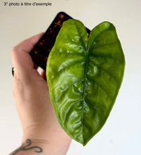 Charger l'image dans la galerie, Alocasia corazon