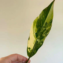 Charger l'image dans la galerie, Philodendron Caramel Marble en petit pot, feuille panachée vert et jaune crème, à tenir