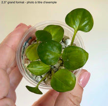 Load image into Gallery viewer, Pothos Neon Joy