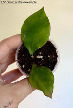 Charger l'image dans la galerie, Hoya Biakensis ⭐️