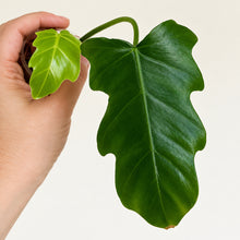 Load image into Gallery viewer, Philodendron xanadu: grandes feuilles vert foncé, gros plan sur la tige