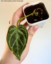 Charger l'image dans la galerie, Anthurium Red Crystallinum X Silver Blush