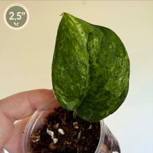 Load image into Gallery viewer, Plant en pot transparent avec une feuille verte en gros plan